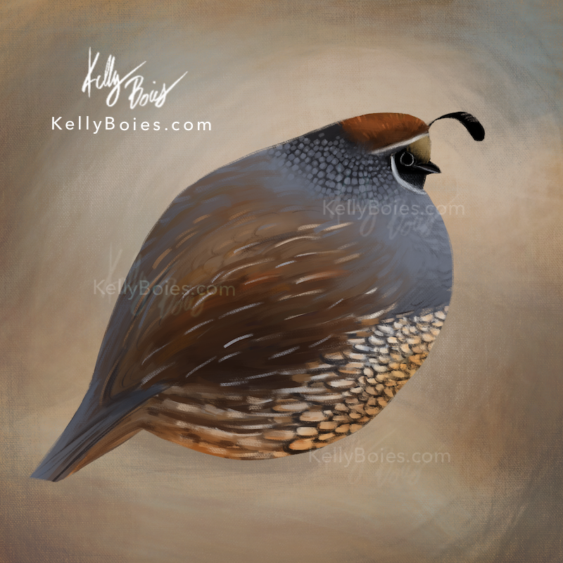 digital painting of a stylized California quail on a soft tan background